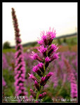 Re_R0010842