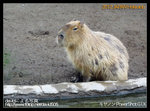 旭川旭山動物園_x鼠