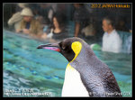 旭川旭山動物園_皇帝企 鵝