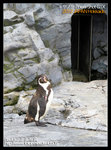 旭川旭山動物園_企鵝