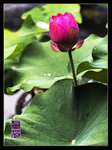 _K0U27801