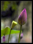 _K0U2856