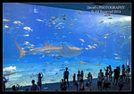 沖繩水族館－鯨鯊館