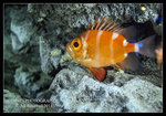 沖繩水族館－小魚