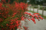 紅紅的炮竹花