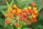 紅紅的花