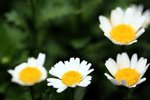 IMG_2487p