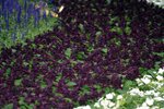 IMG_2497p