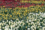 IMG_2518p