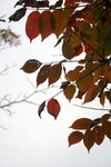 Hokaido030