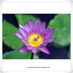 HK Park-003