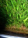 DSCN1485
