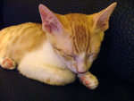 DSCF0268