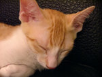 DSCF0284