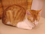 DSCF1526