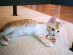 Gao Gao & Mui Mui 032