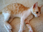 Gao Gao & Mui Mui 052
