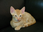 DSCF10980076