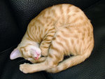 DSCF14320085
