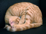 DSCF14380087