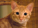 DSCF17240095