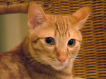 DSCF17270096