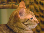 DSCF17290097