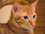 DSCF17330099