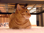 DSCF23420116
