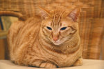 DSC_01800020