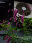 大雨後的甘露