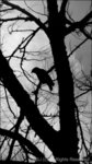 bird copy
