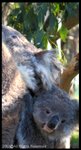 koala02