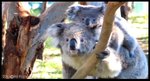 koala04