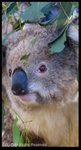 koala05