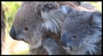 koala06