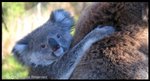 koala07
