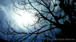treeee