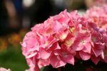 IMG_3124