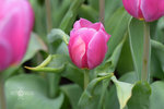 FOX_0952