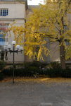Harvard University