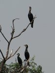 IMG_1490