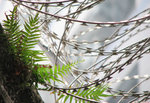 IMG_2504A