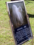 孔鳥 ~ 鷺鷥