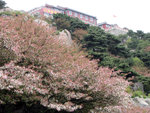 泰山. 盛開了的海棠