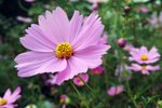 DSCF5056