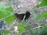 butterfly2 008
