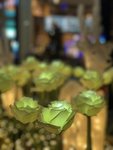 IMG_4115