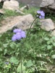 IMG_6644