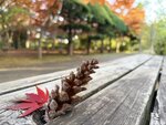 IMG_0417